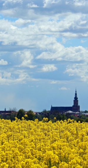 Greifswald im Frühling