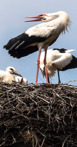 Schwarzstörche im Frühling