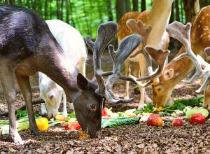 Gruppenunterkunft MV - Prebelower Kinderland - Tierpark