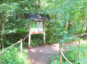 Gruppenunterkunft MV - Prebelower Kinderland - Waldwanderung