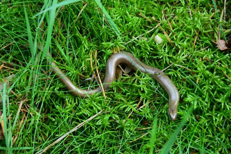 Waldschule Alt Jabel Blindschleiche