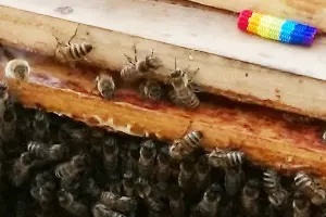Gruppenunterkunft MV - Landwerthof Schulbauernhof - Bienen