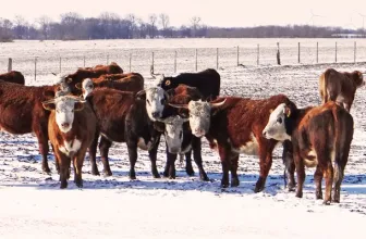 Gruppenunterkunft MV - Landwerthof Schulbauernhof - Winter
