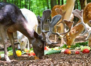 Gruppenunterkunft MV - Prebelower Kinderland - Tierpark
