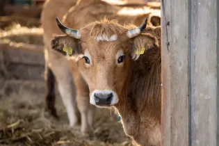 Gruppenunterkunft MV - Landwerthof Schulbauernhof - Freilandrinder