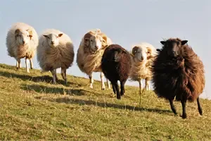 Gruppenunterkunft MV - Landwerthof Schulbauernhof - Schafe