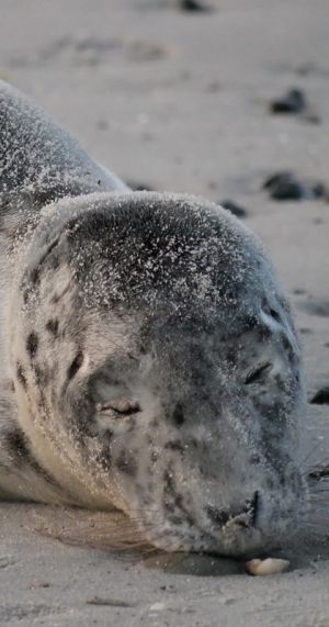 Junge Kegelrobbe im Frühling