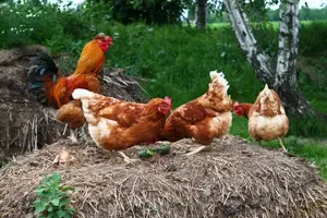 Gruppenunterkunft MV - Landwerthof Schulbauernhof - Hühner