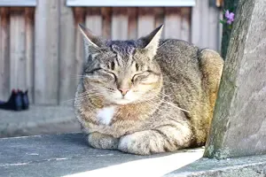 Gruppenunterkunft MV - Landwerthof Schulbauernhof - Katzen