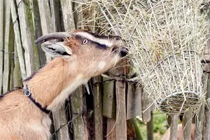 Gruppenunterkunft MV - Landwerthof Schulbauernhof - Ziege